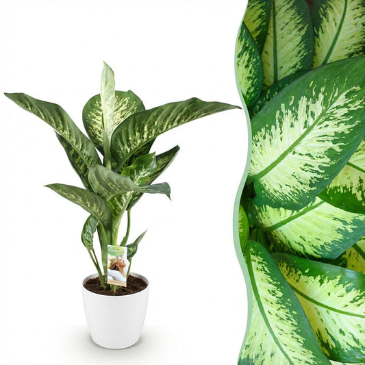 Green boutiQ - Houseplants - Dieffenbachia Tropic Snow - Dieffenbachia - Low maintenance - with Potter White - Variegated - 1 Plant - with Potter White - Pot 21cm - Height 90-100cm