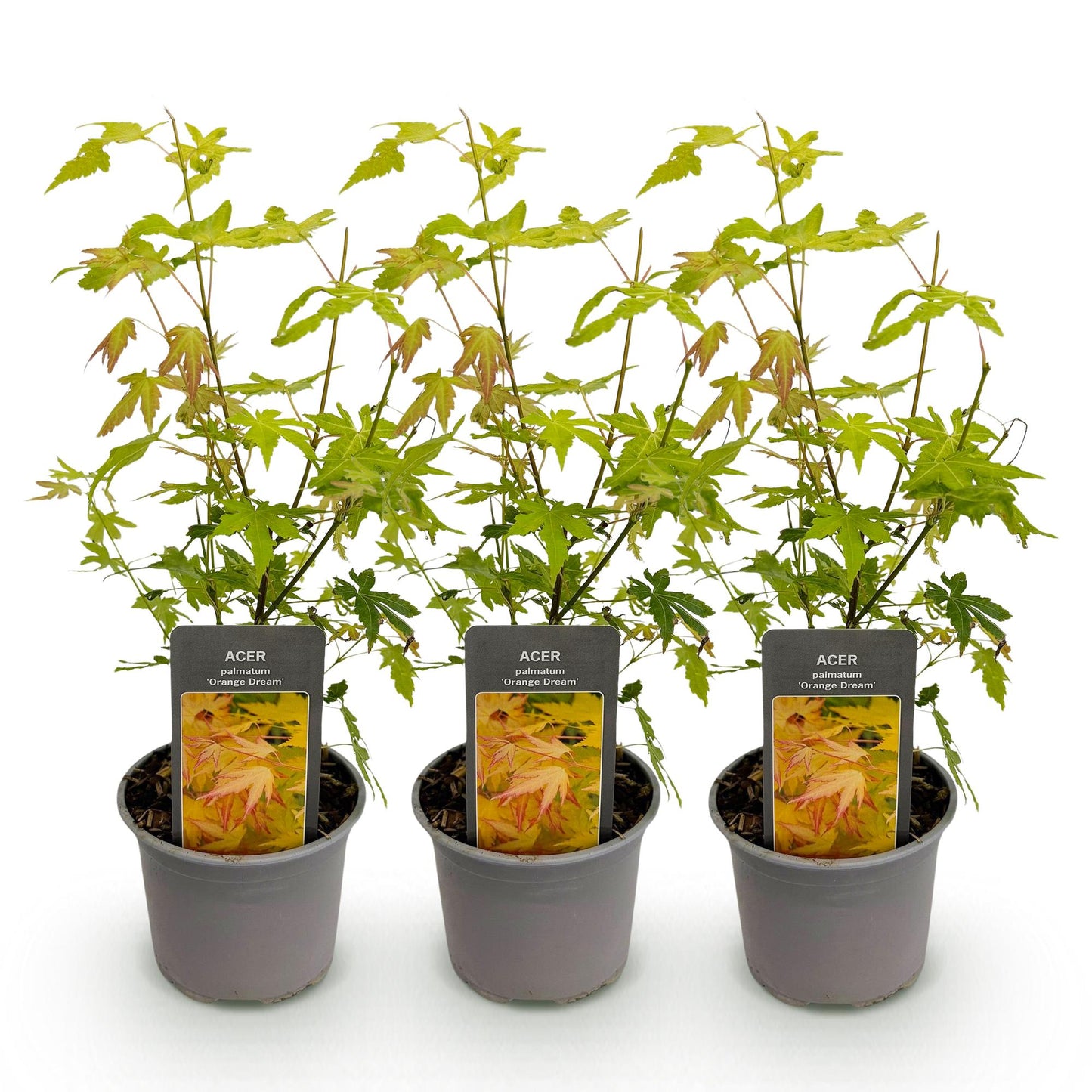 Green boutiQ - Garden Plant - Acer palmatum Orange Dream - Orange - 3 Plants - Deciduous - Low Maintenance - Pot 12cm Height 35cm