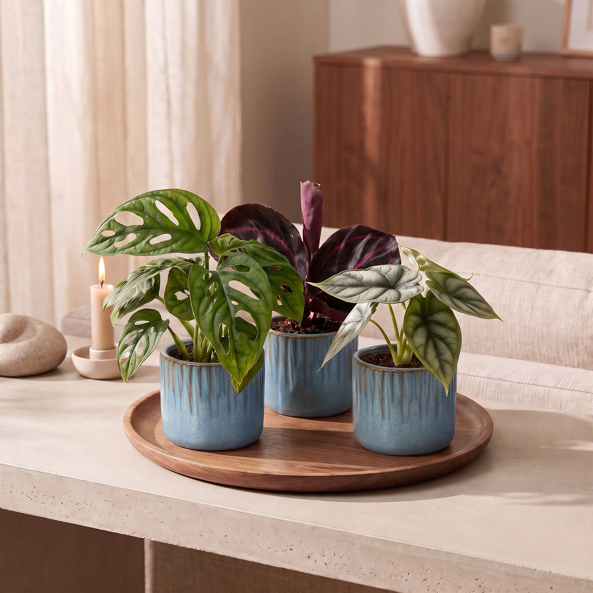 3x Baby Jungle Mix - Assorted - Tropical - incl. Linnea Misty Blue - Ø6cm - ↕10-15cm
