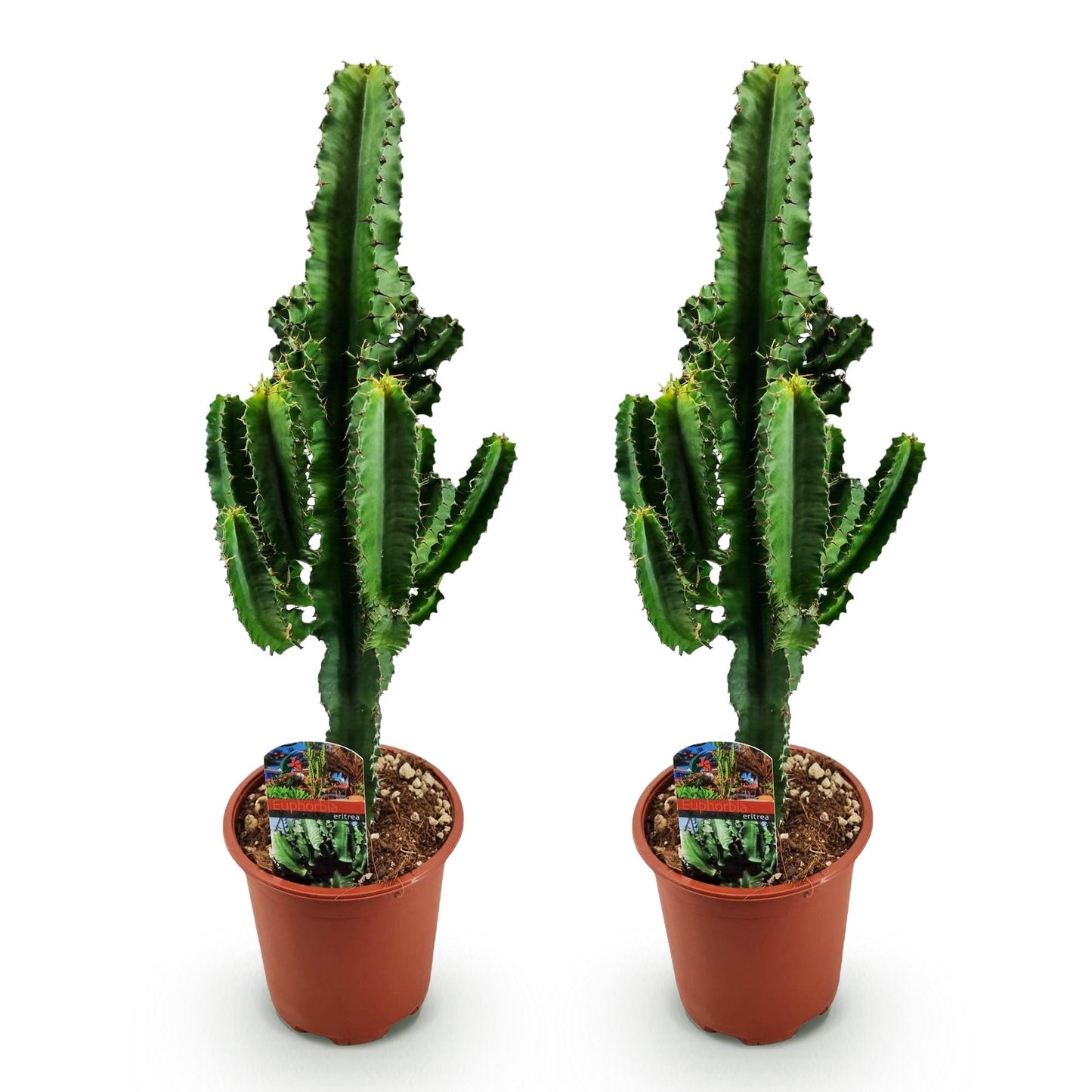 Green boutiQ - Houseplant - Euphorbia eritrea - African milk bush - Low maintenance - Green - 2 - Pot 17cm - Height 60cm