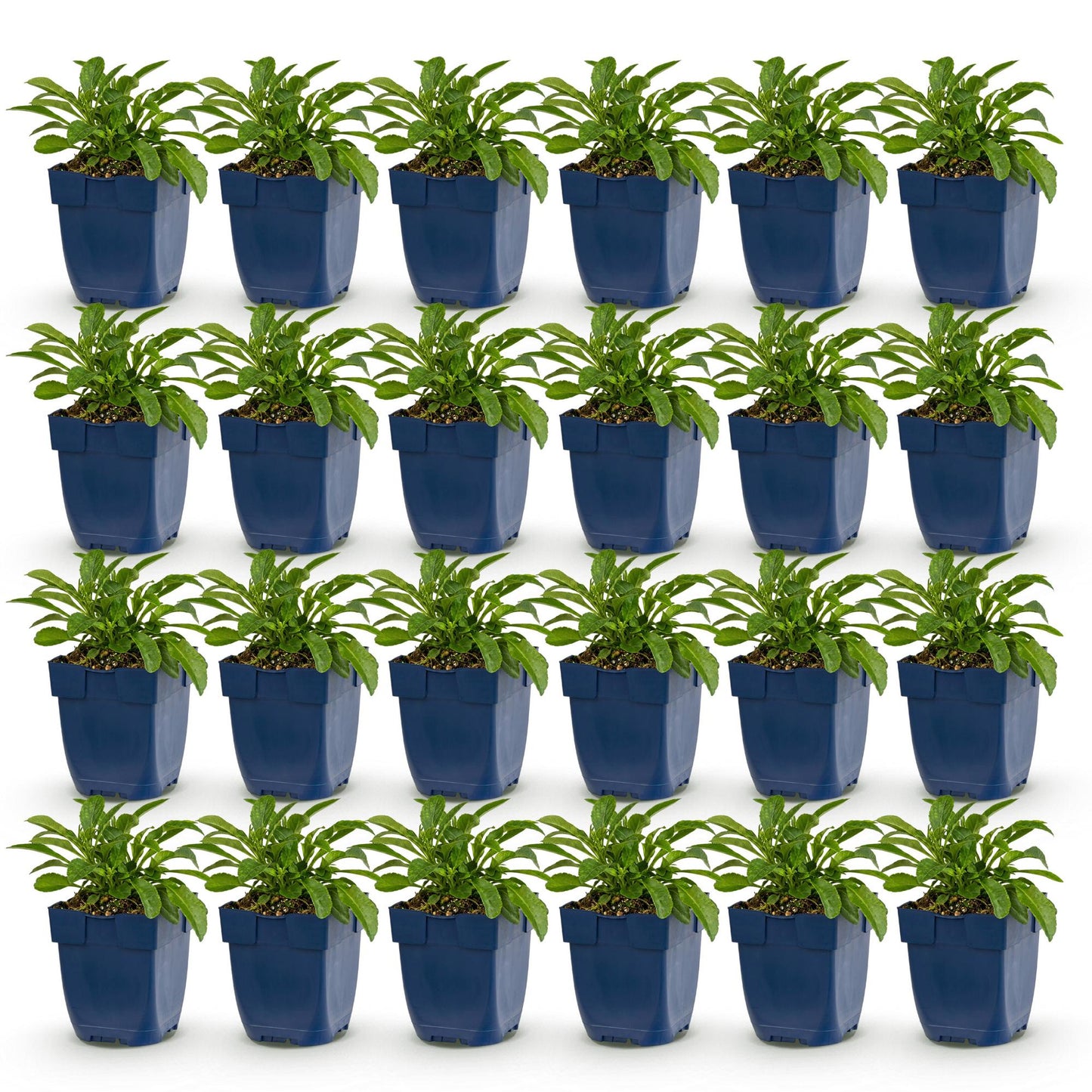Green boutiQ - Plante vivace - Campanula persicifolia - Campanule à feuilles de pêcher - Attire les abeilles et les papillons - Bleu - 24 Plantes - Pot 11cm - Hauteur 15-25cm