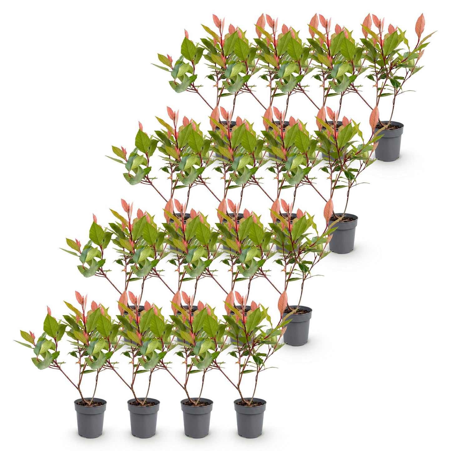 Green boutiQ - 16x Photinia fraseri Little Red Robin - Glossy Mispel - Hedge Plants - Evergreen - Red - 9cm Pot - 25-35cm Height
