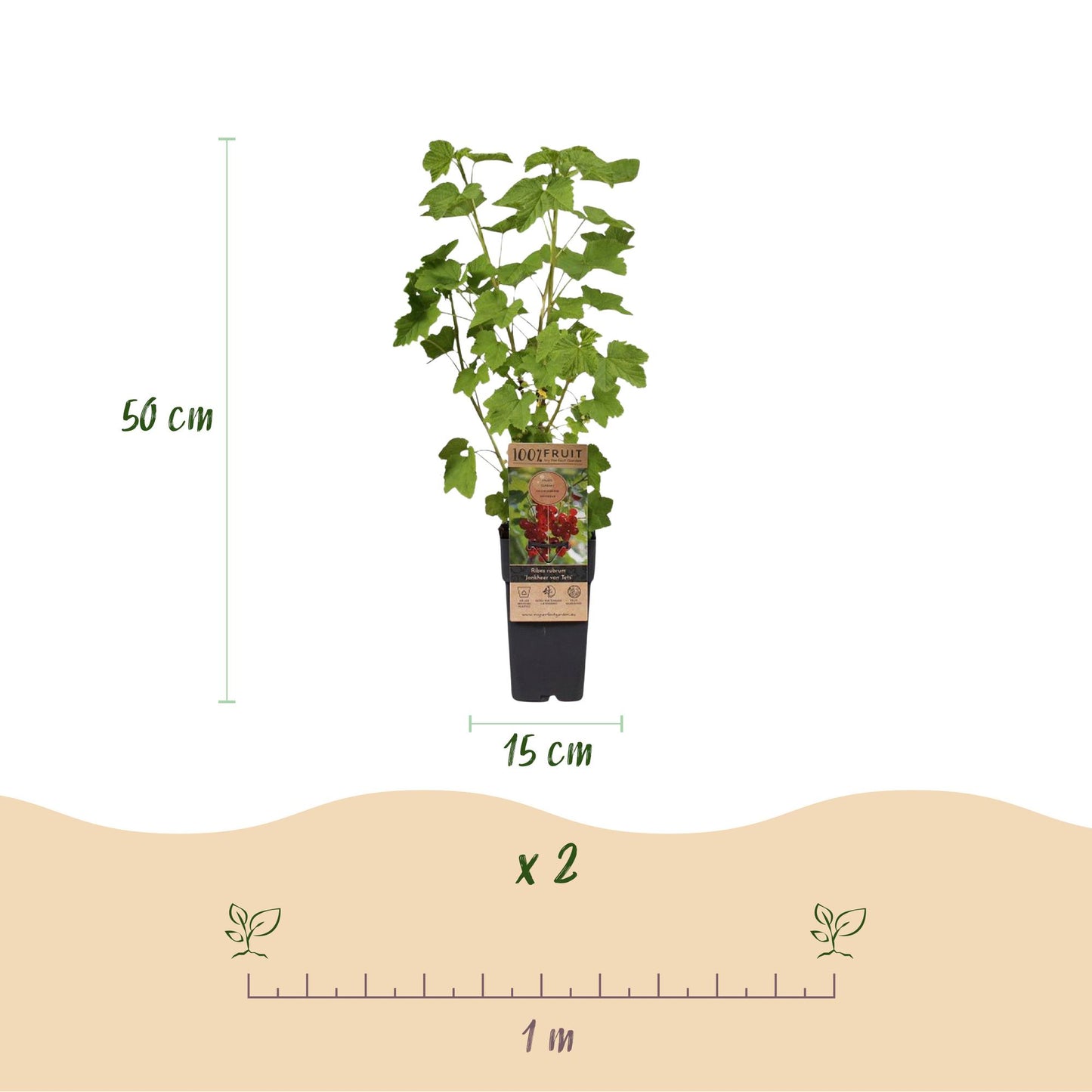 Fruit Plant - Ribes - Rubus - Vaccinium Mix - Rainbow - Hardy - Red Currant - Black Berry - Yellow Raspberry - Blueberry - 4 Plants - Pot 15cm - Height 50cm