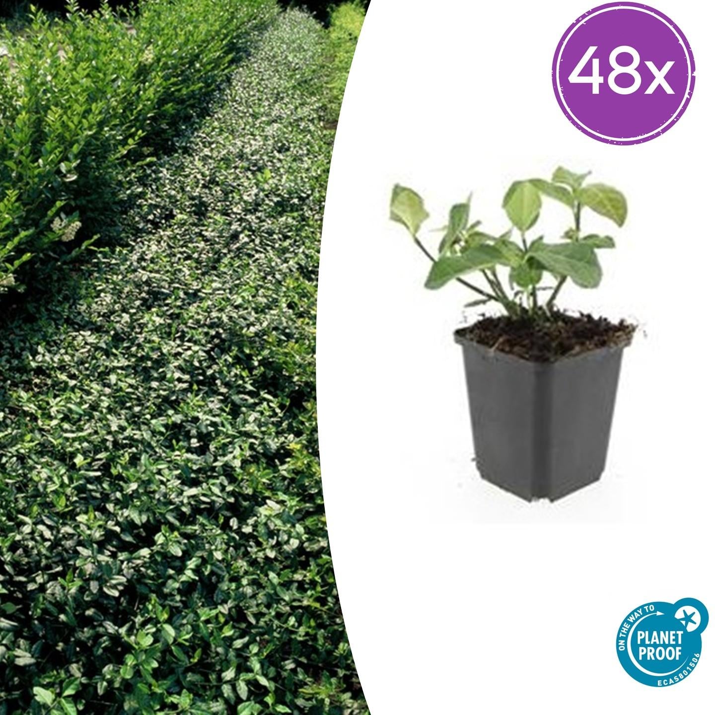 48x Euonymus fort. 'Coperta del dardo' - ↕10-25cm - Ø9cm