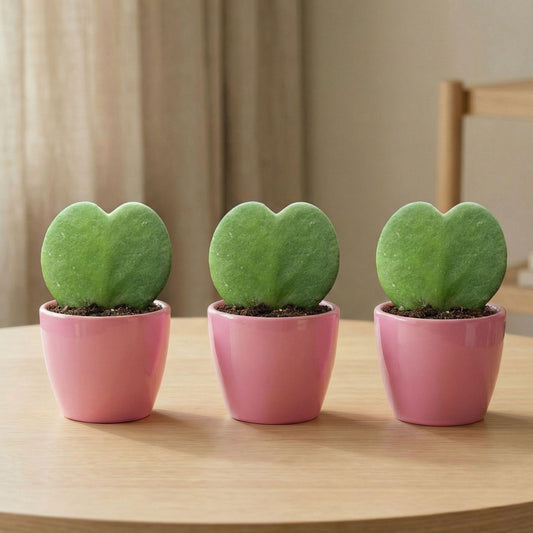 Set di piante Sweetheart (Hoya Kerrii) - 3x vaso e pianta - Rosa