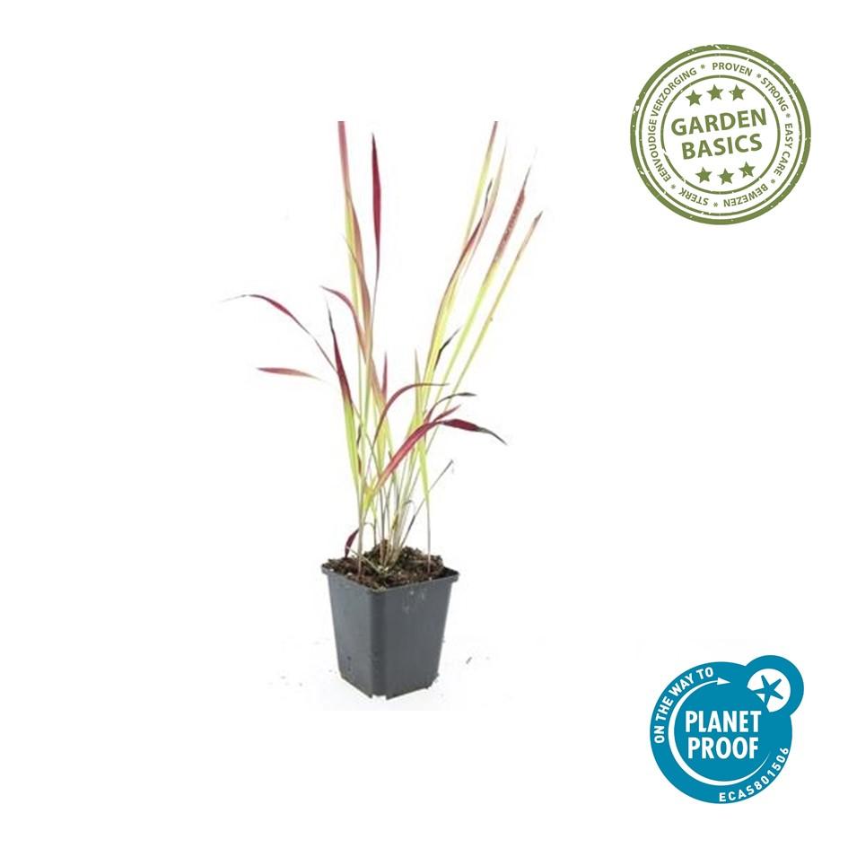 48x Imperata cylindrica 'Red Baron' - ↕10-25cm - Ø9cm
