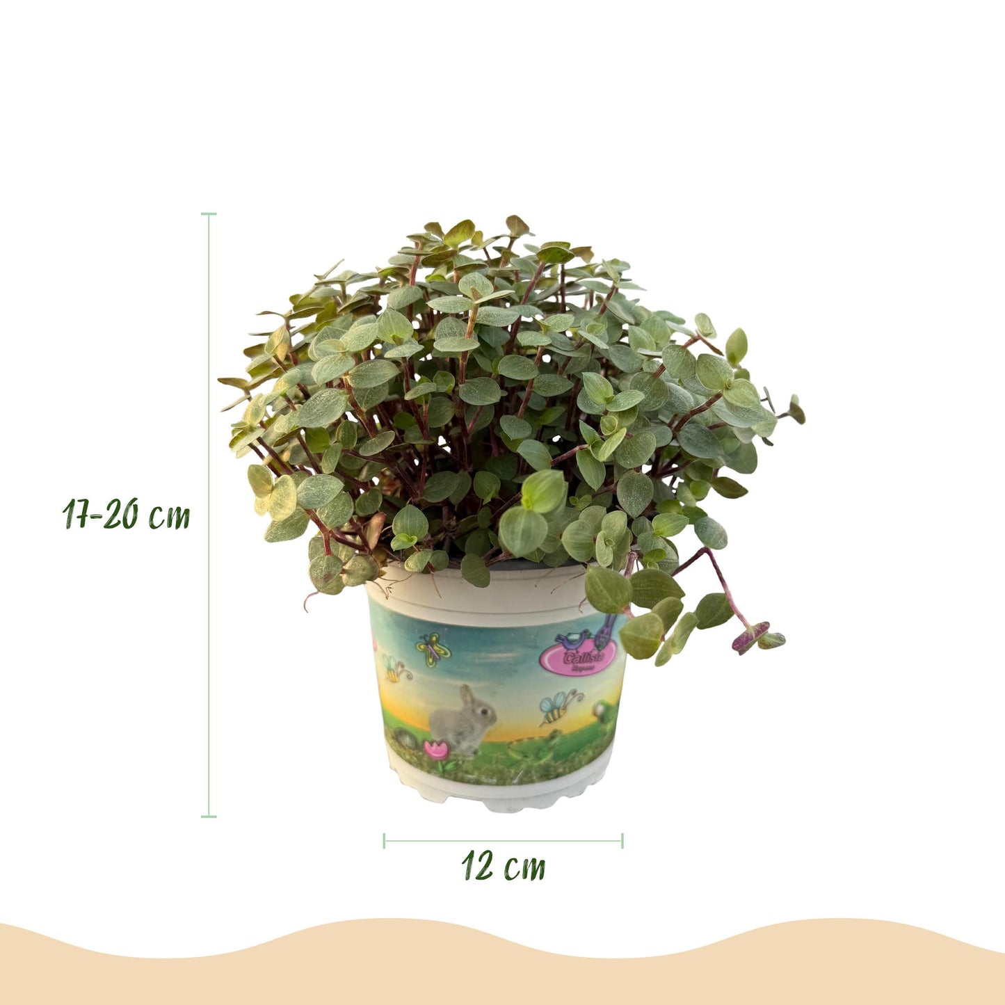 Kamerplant - Calissia repens - Kattengras - Huisdiervriendelijk - Groen - 1 Plant - met Mand - Pot 12cm - Hoogte 17-20cm