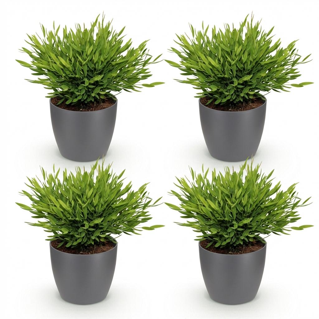Houseplant - Bamusa Pogonatherum Monica - Bamboo Grass - Pet-Friendly Plant - Green - 4 Plants - with Grey Pot - Pot 12cm - Height 20cm