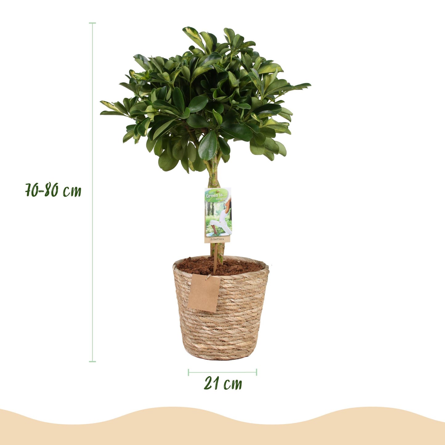 Green boutiQ - Green is… Houseplants - Schefflera Gold Capelle - Finger tree - Low maintenance - with basket - Green - gold - 1 Plant - Pot 21cm - Height 70-81cm