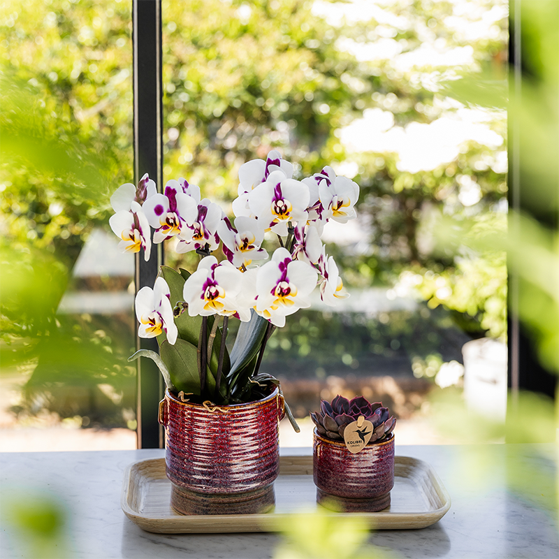 Kolibri Orchids | Set regalo Aura | Orchidea Phalaenopsis Congo rosa con pianta verde in vasi decorativi Aura su vassoio di bambù