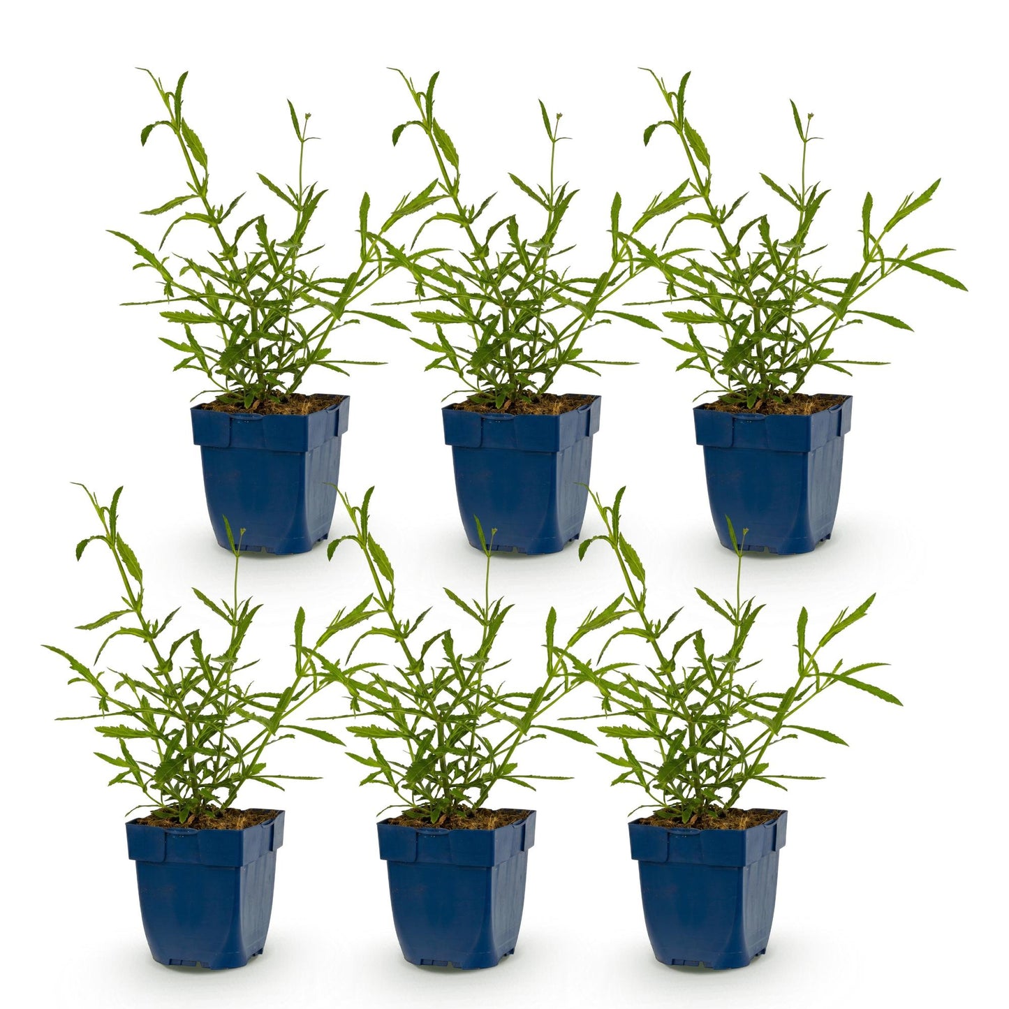 Green boutiQ - Plante vivace - Verbena bonariensis Lollipop - Verveine de Buenos Aires - Attire les abeilles et les papillons - Violet - 6 Plantes - Pot 11cm - Hauteur 15-25cm