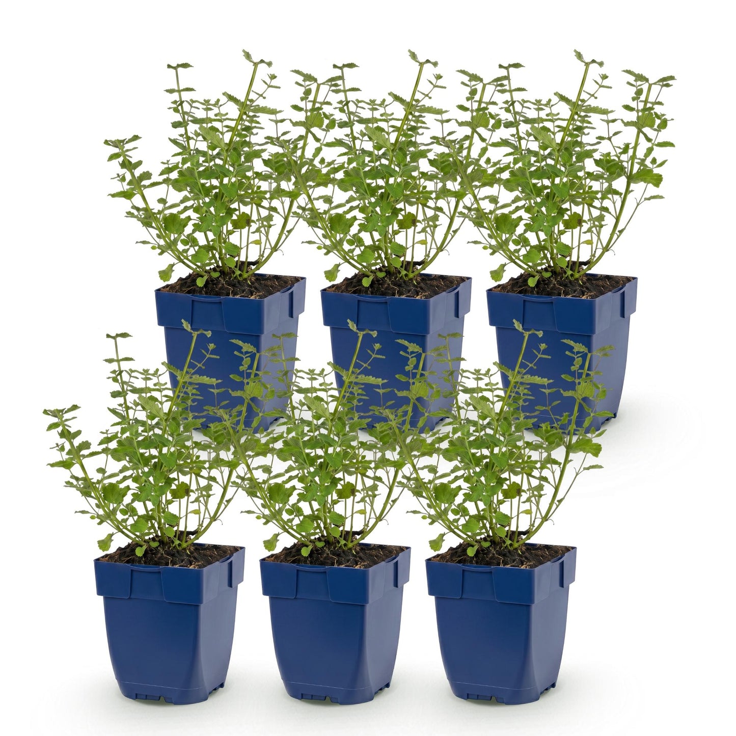 Green boutiQ - Plante vivace - Nepeta faassenii Walker's Low - Herbe à chat - Attire les abeilles et les papillons - Bleu - 6 Plantes - Pot 11cm - Hauteur 15-25cm