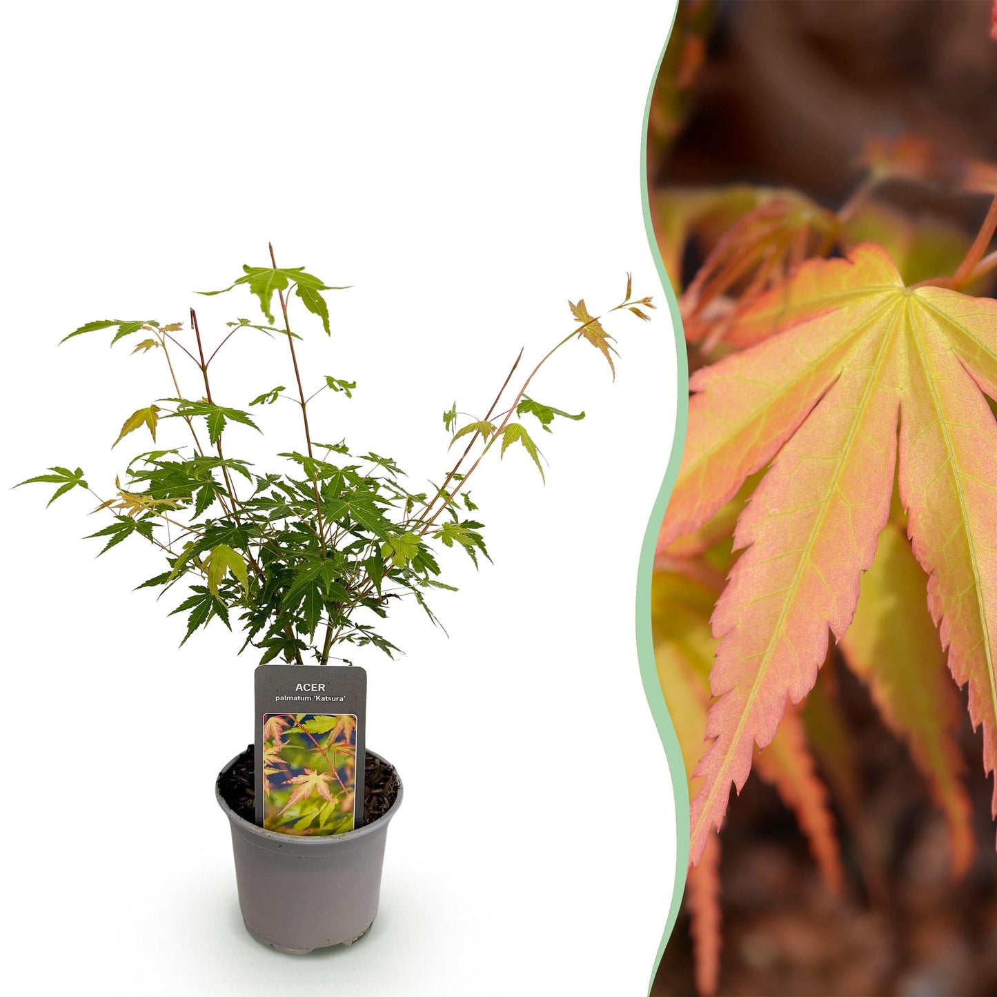 Green boutiQ - Pianta da giardino - Acer palmatum Katsura - Arancione - 1 Pianta - Decidua - Bassa manutenzione - Vaso 12 cm Altezza 35 cm