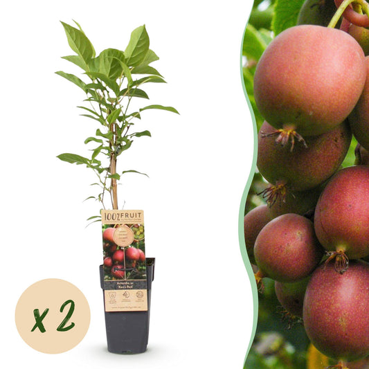 Fruit Plant - Actinidia deliciosa Ken's Red - Kiwi Plant - Female - Red Fruit - 2 Plants - 15cm Pot - 50cm Height