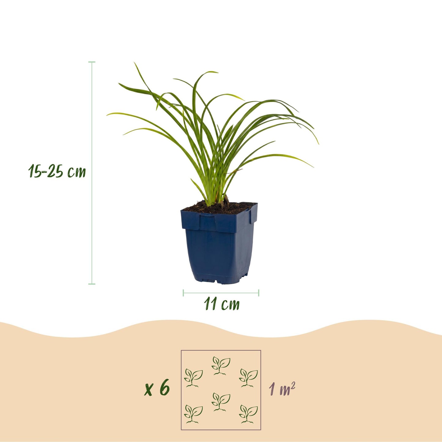 Vasteplant - Hemerocallis Stella d'Oro - Daglelie - Bijen en Vlinderlokkers - Geel - 1 Plant - Pot 11cm - Hoogte 15-25cm