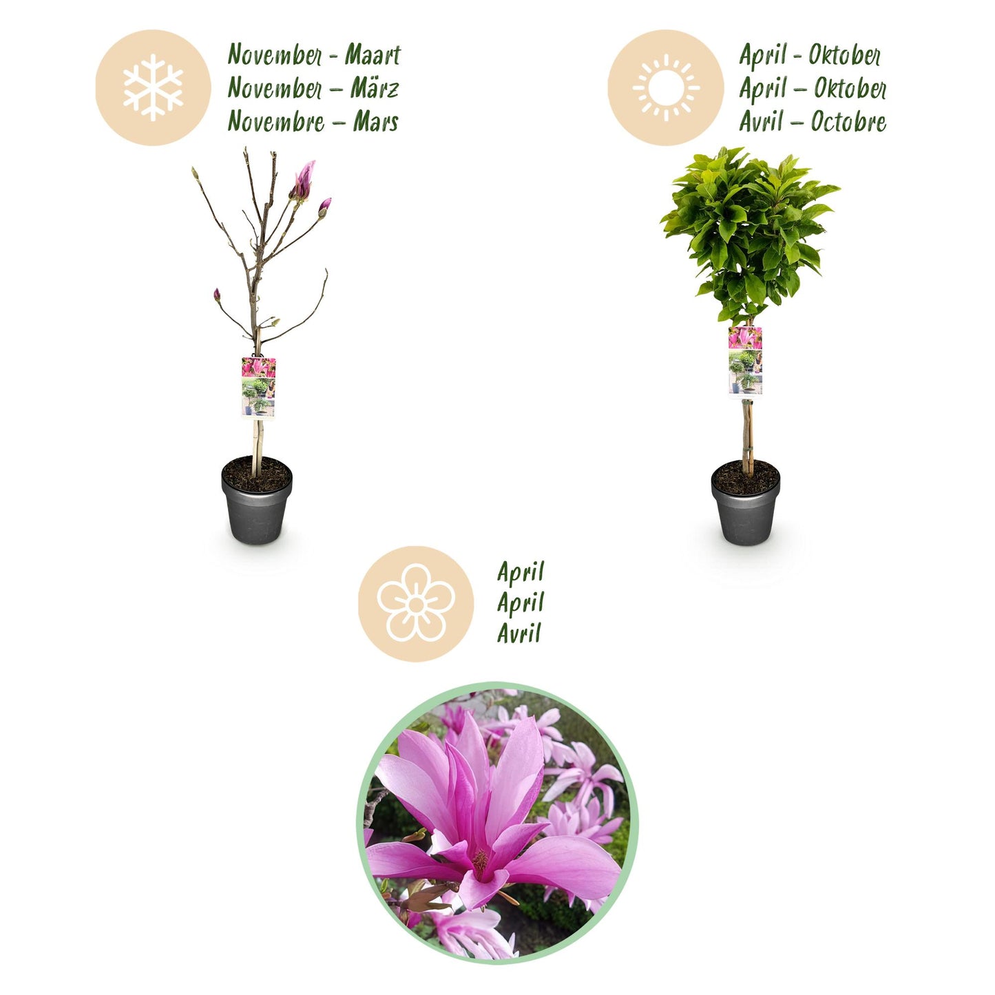 Green boutiQ - Plant on Stem - Magnolia Susan - Patio Plant - Deciduous - Winter Hardy - Pink Flower - Pot 19cm Height 90cm