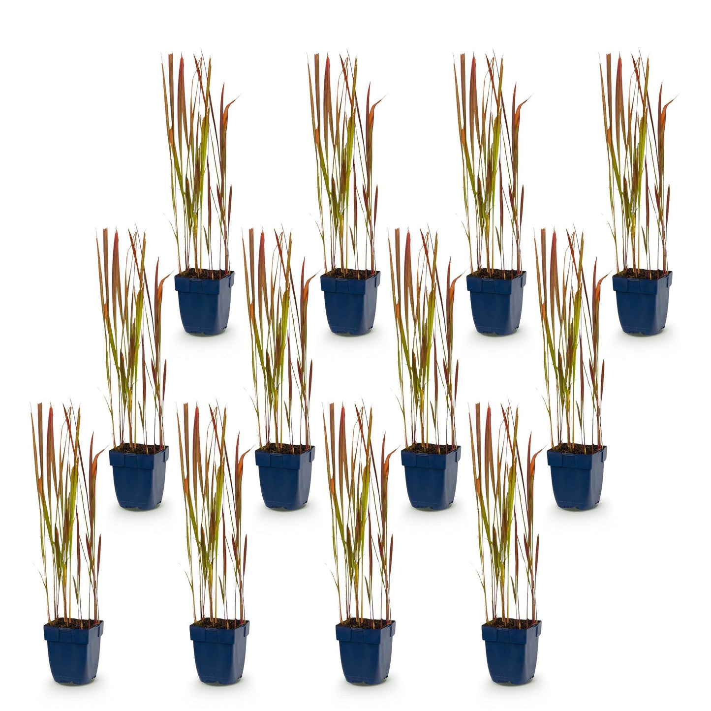 Grassen - Imperata cylindrica Red Baron - Japans bloedgras - Rode uitlopers - Rood - 12 Planten - Pot 11cm - Hoogte 15-25cm