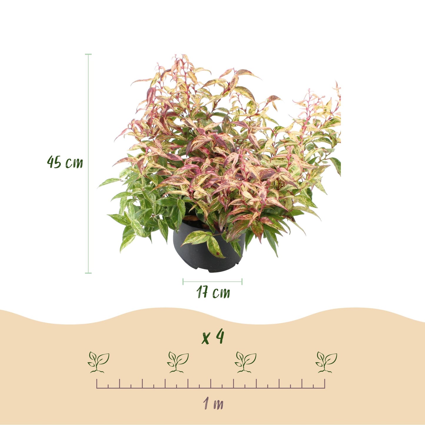 Tuinplant - Leucothoe Makijaz - Bruin - 1 Plant - Groenblijvend - Weinig Onderhoud - Pot 17cm Hoogte 45cm