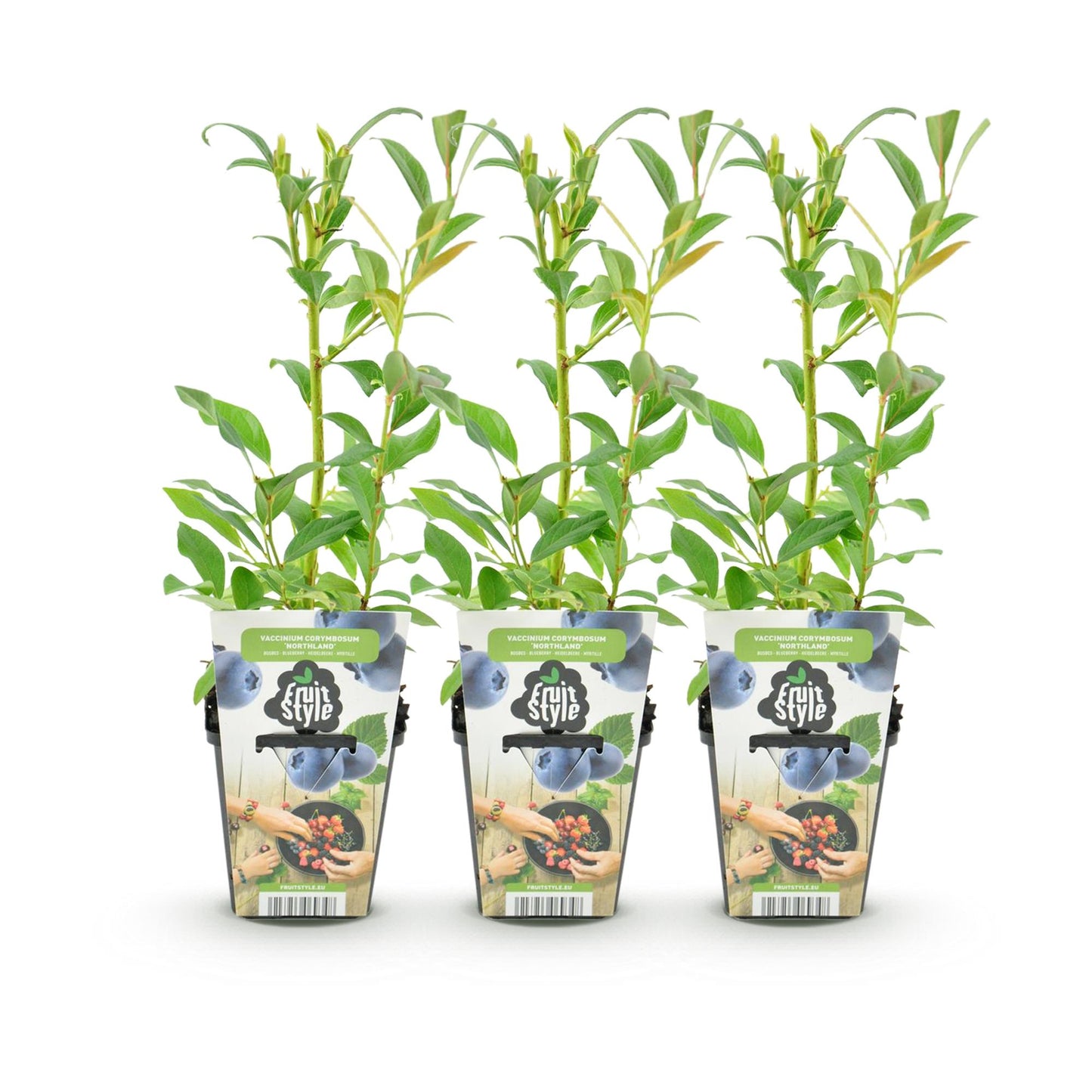 Green boutiQ - Fruit plants - Blueberry - Vaccinium corymbossum Northland - Winter hardy - 3 plants - 9 cm pot - Blueberry