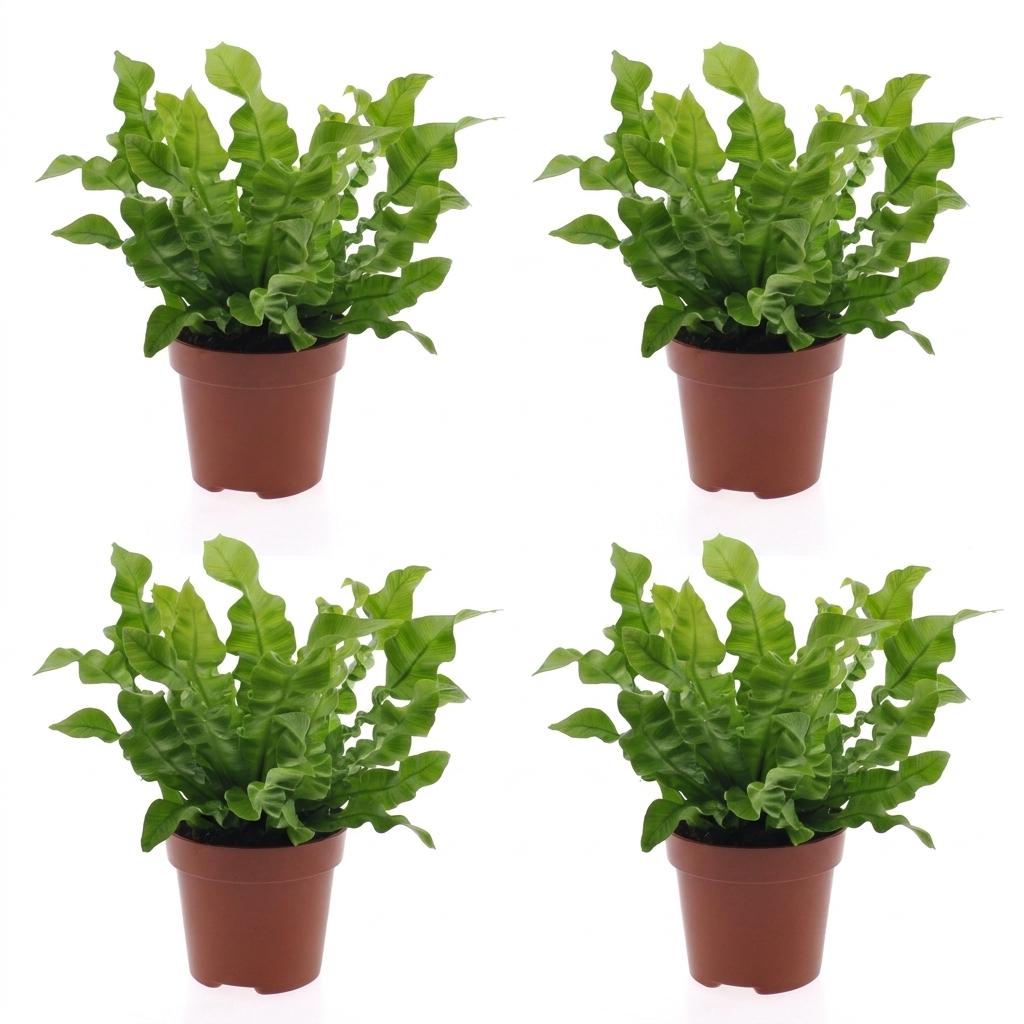 Asplenium Crispy Wave - Asplenium Crispy Wave - 4 Plants - Pot 12cm - Height - 30cm