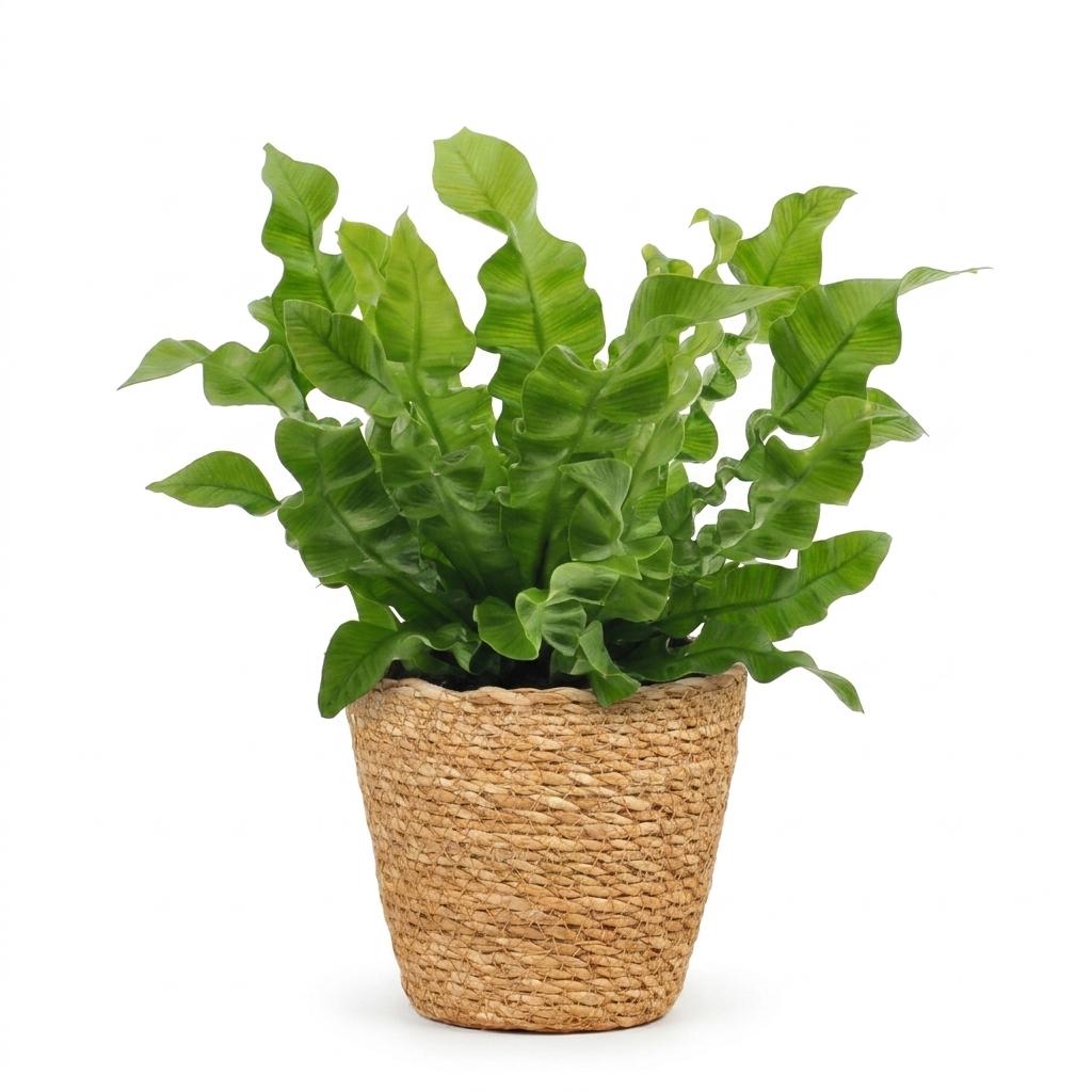Asplenium Crispy Wave - Asplenium Crispy Wave - 1 Plant - with Basket - Pot 12cm - Height 30cm