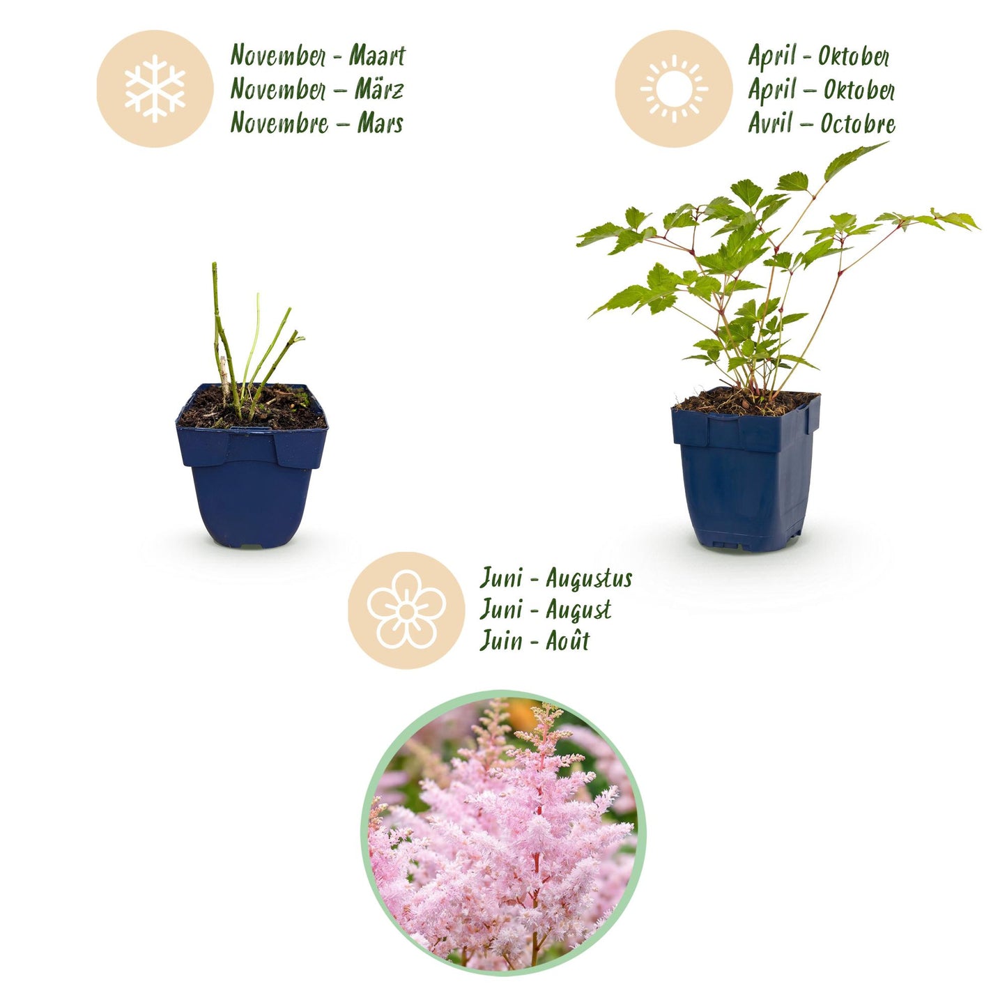 Vasteplant - Astilbe (J) Europa - Pluimspirea - Schaduw - Roze - 6 Planten - Pot 11cm - Hoogte 15-25cm