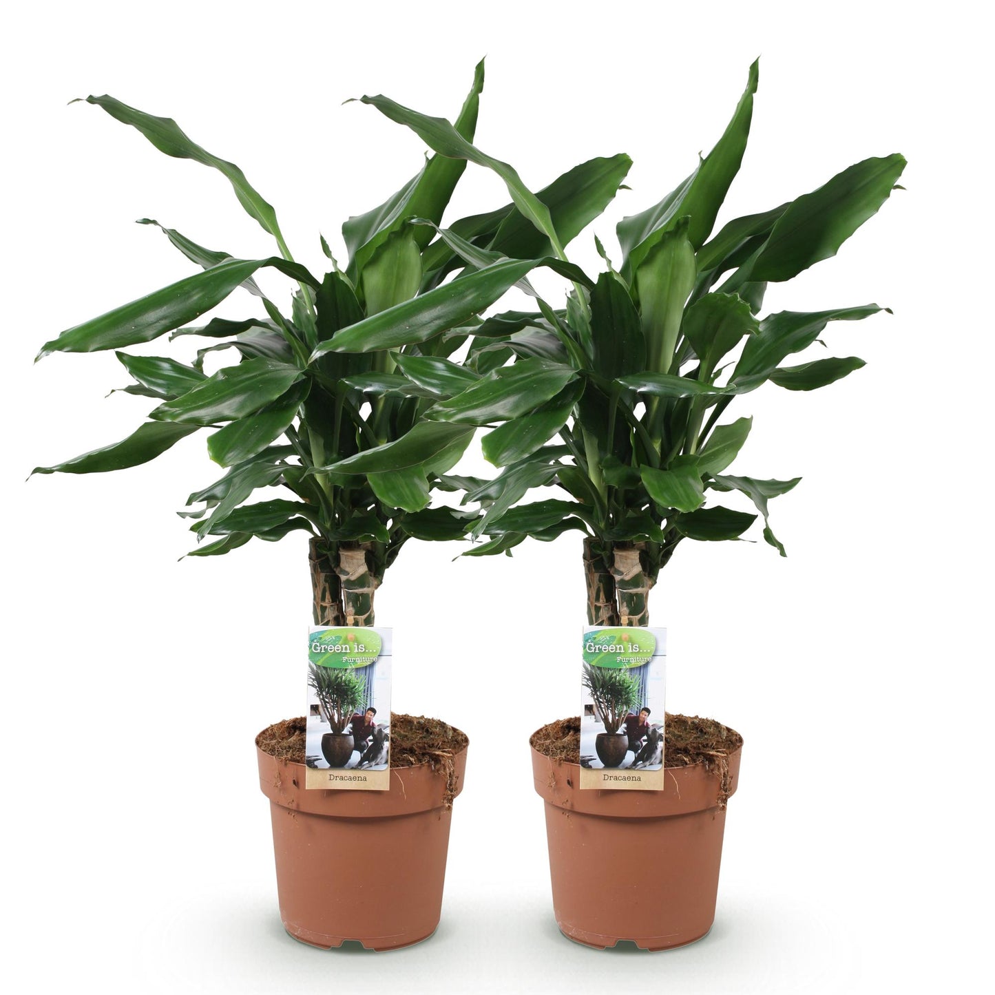 Green BoutiQ - Green is... Houseplants - Dracaena fragrans Steudneri - Dragon Blood Tree - Low maintenance - Green - 2 Plants - Pot 17cm - Height 50-55cm