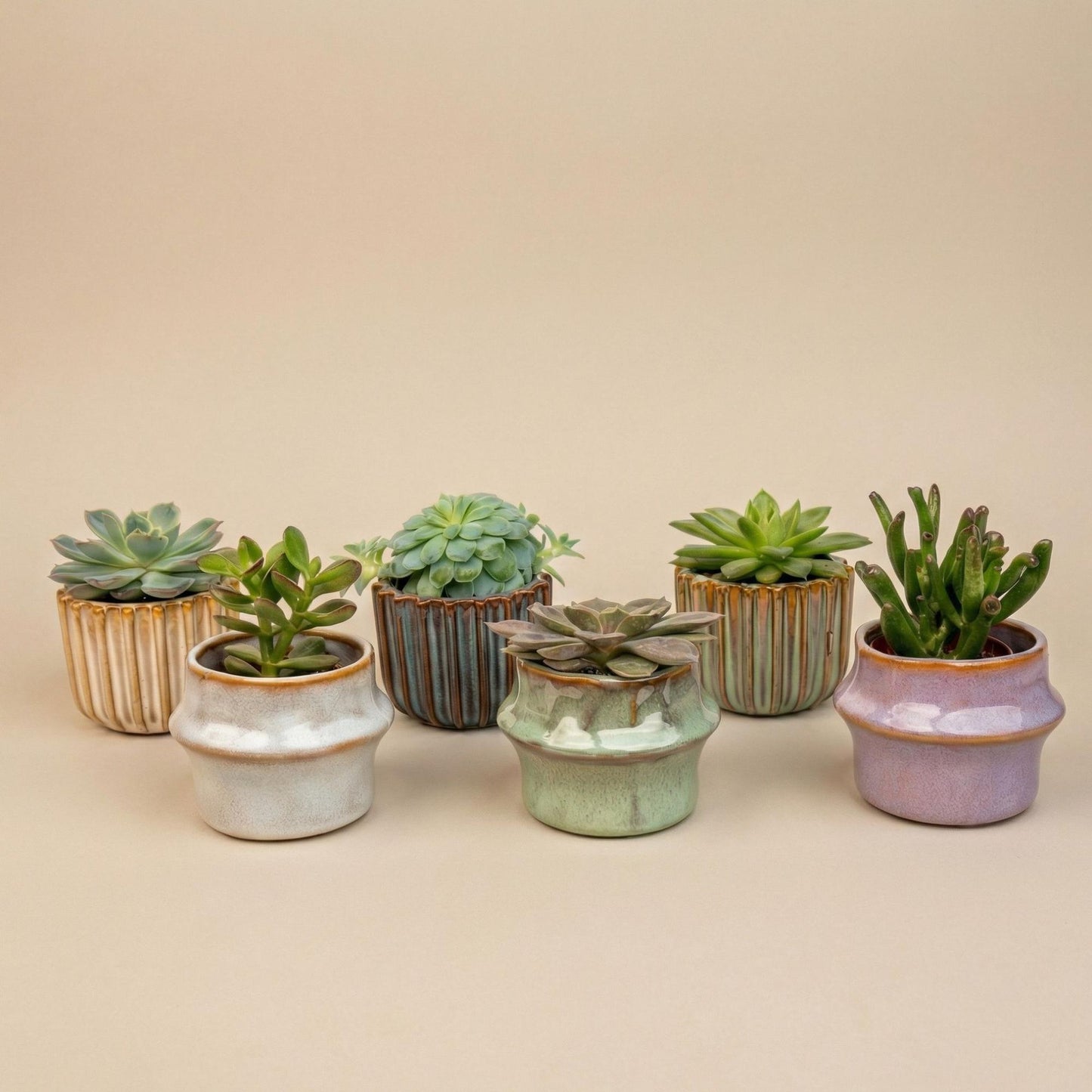 Set di 6 piante grasse in mini vasi in ceramica Barcellona - ↑ 8–12 cm