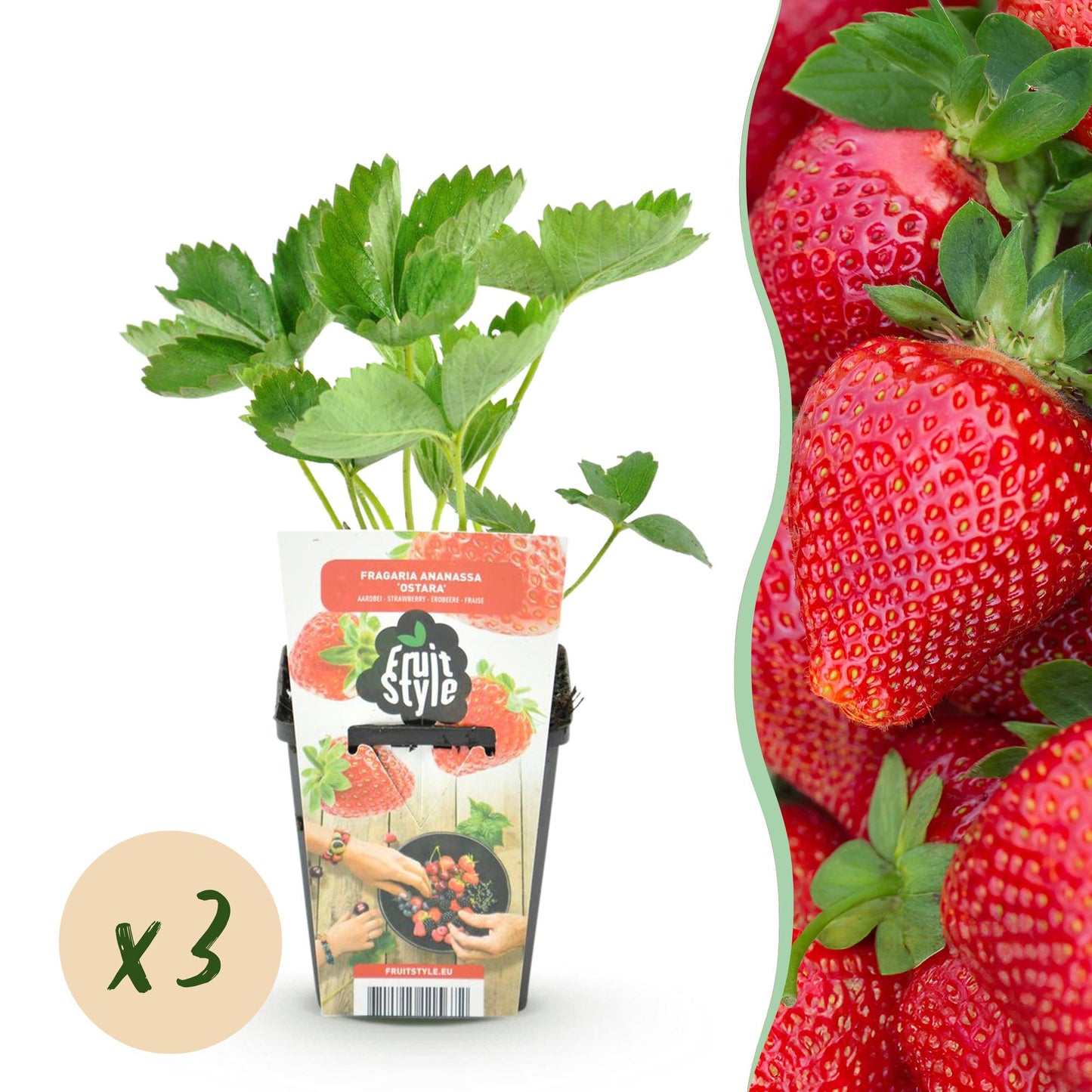 Green boutiQ - Fruit Plants - Strawberry - Fragaria Maxim - Winter Hardy - 3 Plants - 9 cm Pot - Red Strawberry