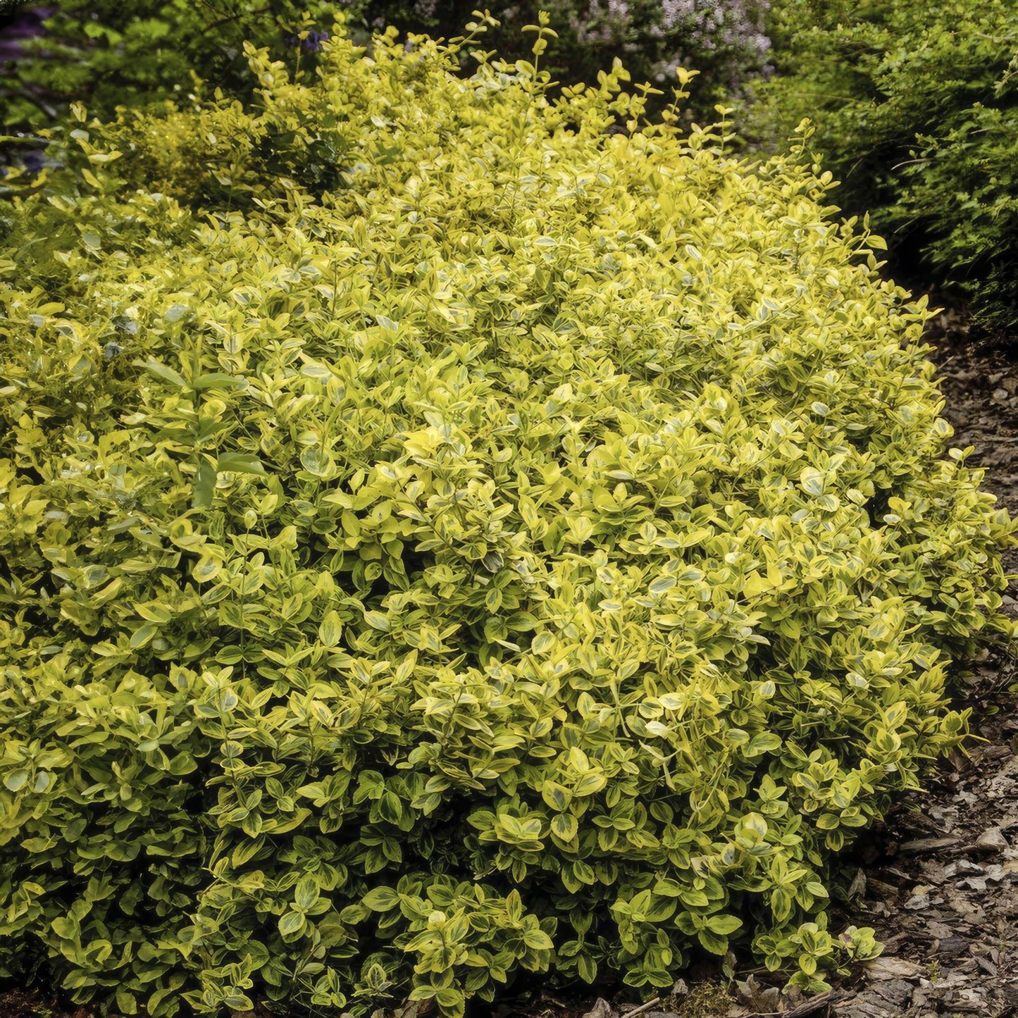 48x Euonymus fort. 'Emerald 'n Gold' - ↕10-25cm - Ø9cm