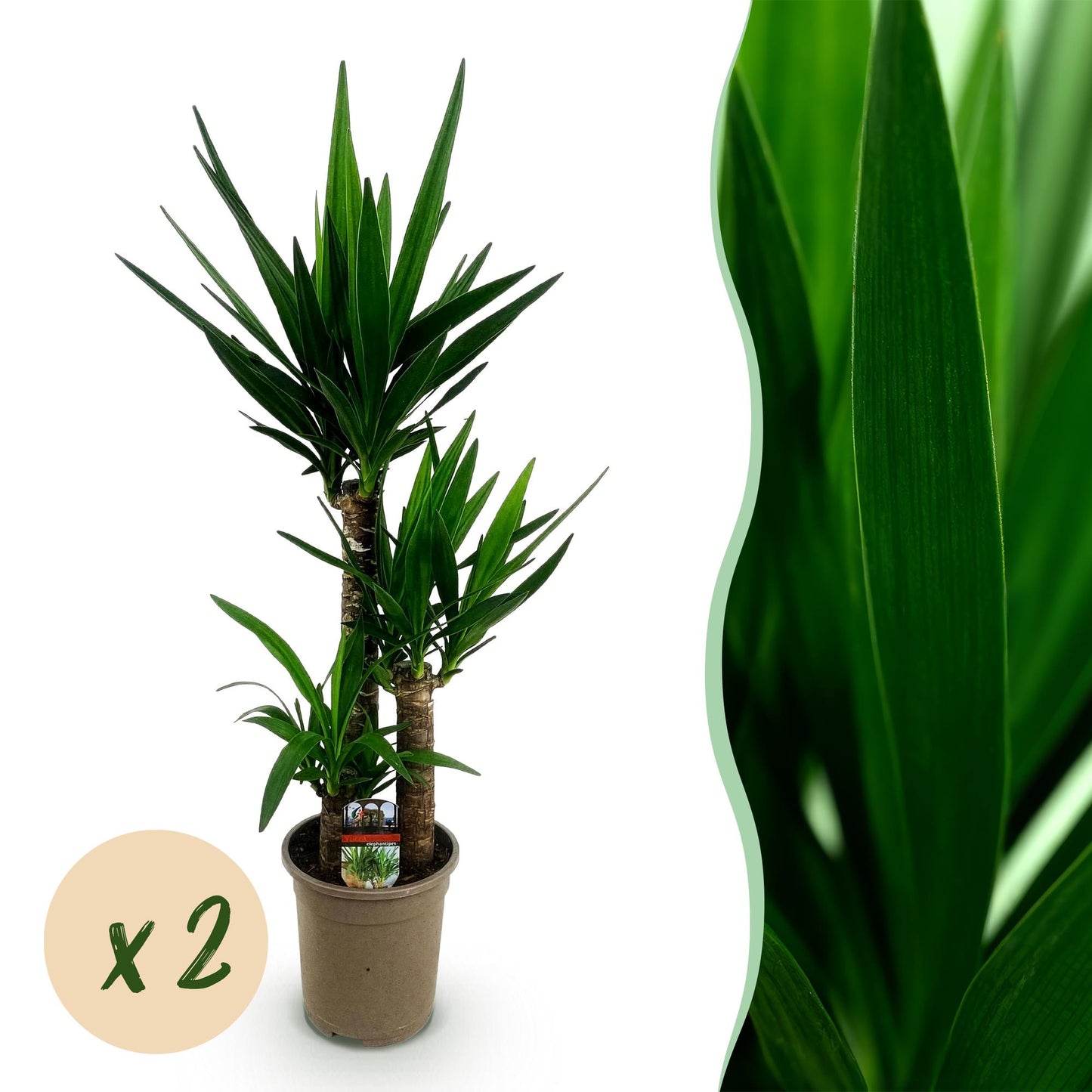 Houseplant - Yucca elephantipes - Yucca - Low maintenance - Green - 2 - Pot 21cm - Height 100cm