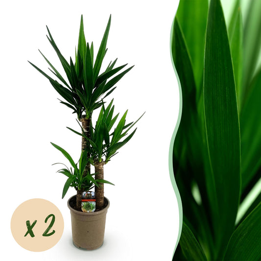 Houseplant - Yucca elephantipes - Yucca - Low maintenance - Green - 2 - Pot 21cm - Height 100cm