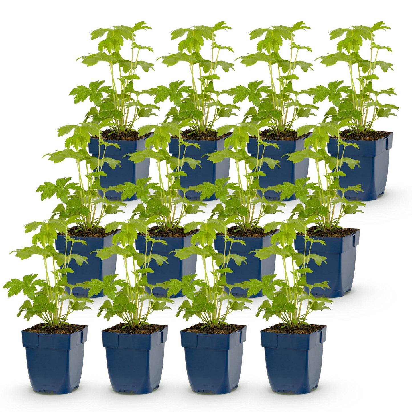 Green boutiQ - Plante vivace - Delphinium (P) Astolat - Gloire du jardin - Attire les abeilles et les papillons - Rose - 12 Plantes - Pot 11cm - Hauteur 15-25cm