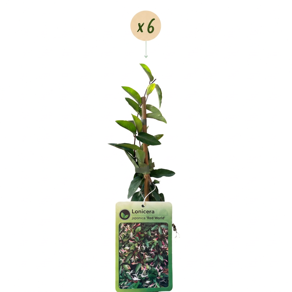 6x Lonicera jap. 'Red World' - Japanse kamperfoelie - Rood - Roze - Klimplant - Ø9cm - ↕35cm