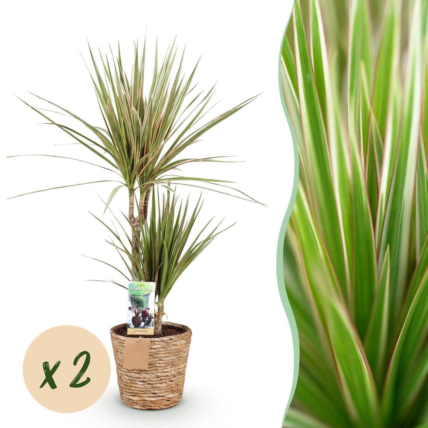 Green boutiQ - Houseplants - Dracaena Sunray - Dragon Blood Tree - Low maintenance - with basket - Green - yellow - 2 Plants - Pot 17cm - Height 70-75cm