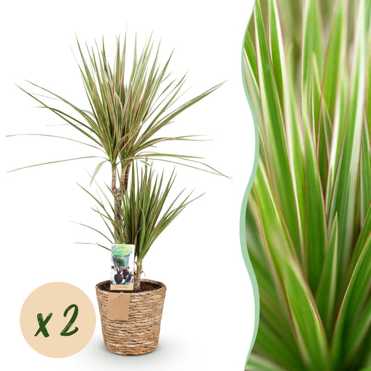 Green boutiQ - Houseplants - Dracaena Sunray - Dragon Blood Tree - Low maintenance - with basket - Green - yellow - 2 Plants - Pot 17cm - Height 70-75cm