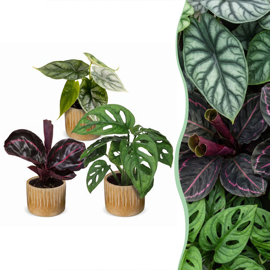 3x Baby Jungle Mix - Couleurs variées - Tropicale - incl. Linnea Honey - Ø6cm - ↕10-15cm