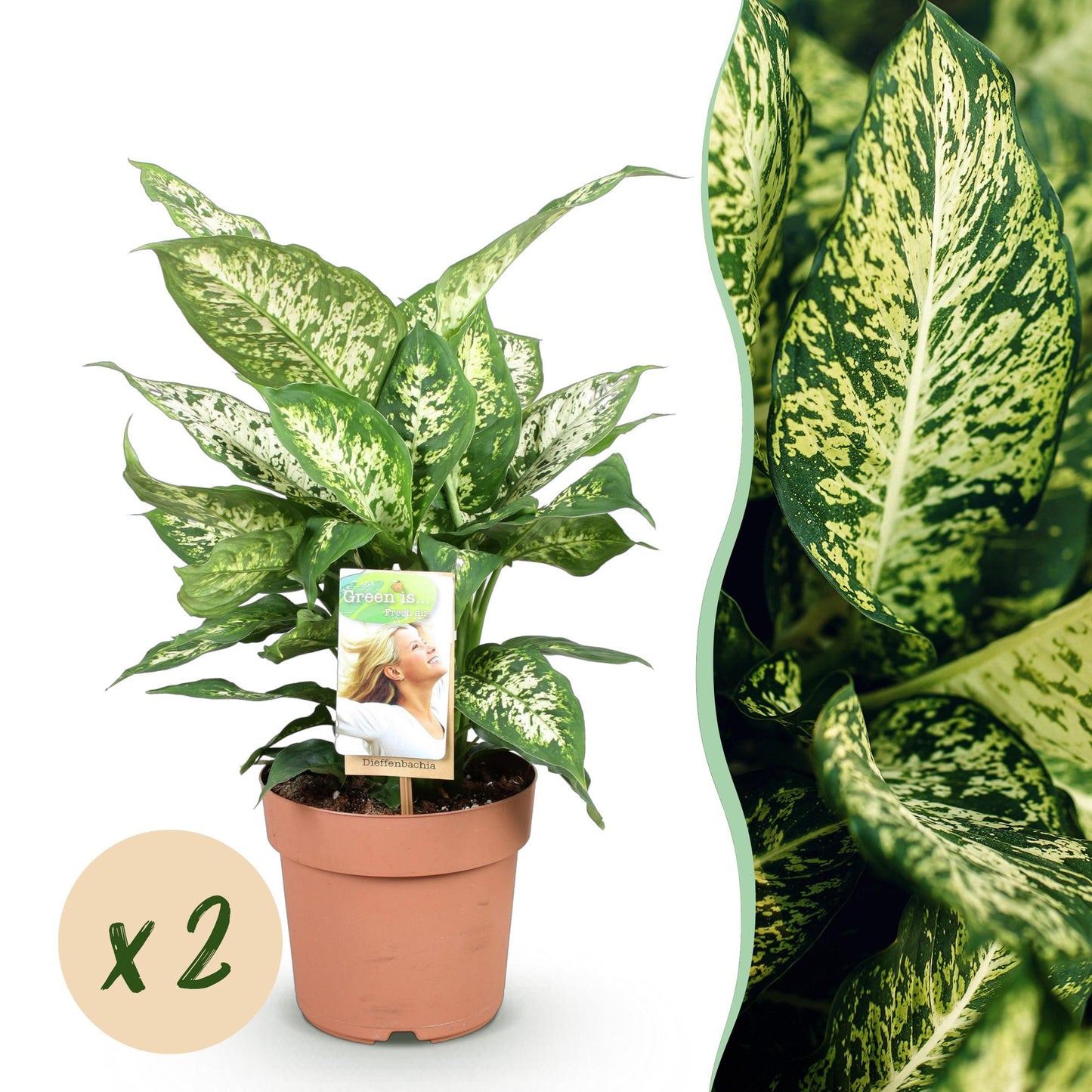 Green BoutiQ - Green is... Houseplants - Diefenbachia Compacta - Dieffenbachia - Low maintenance - Green - 2 Plants - Pot 17cm - Height 45-50cm