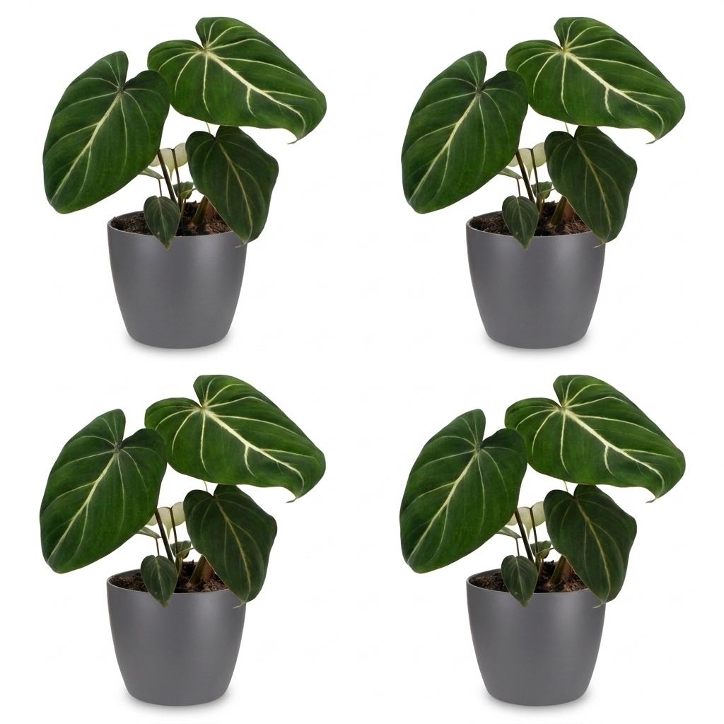 Green boutiQ - Philodendron Gloriosum - Glorious Philodendron - 4 Plants - with Grey Pot - Pot 12cm - Height - 25cm