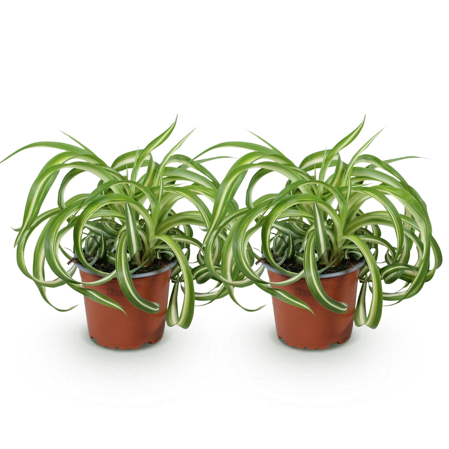 Green boutiQ - Houseplant - Chlorophytum comosum Bonnie - Curly Grass Lily - Pet-Friendly - Colorful - 2 Plants - 12cm Pot - Height 20-25cm