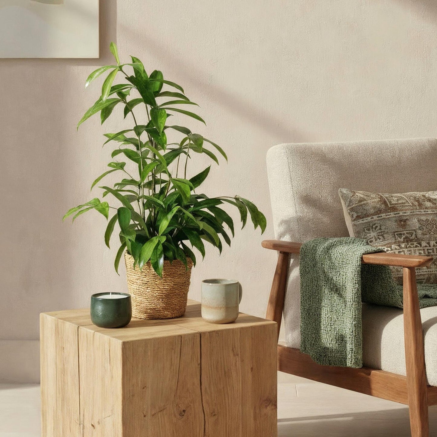 Green BoutiQ - Green is... Houseplants - Dracaena surculosa - Dragon tree - Low maintenance - with basket - Green - 2 Plants - Pot 17cm - Height 60-70cm