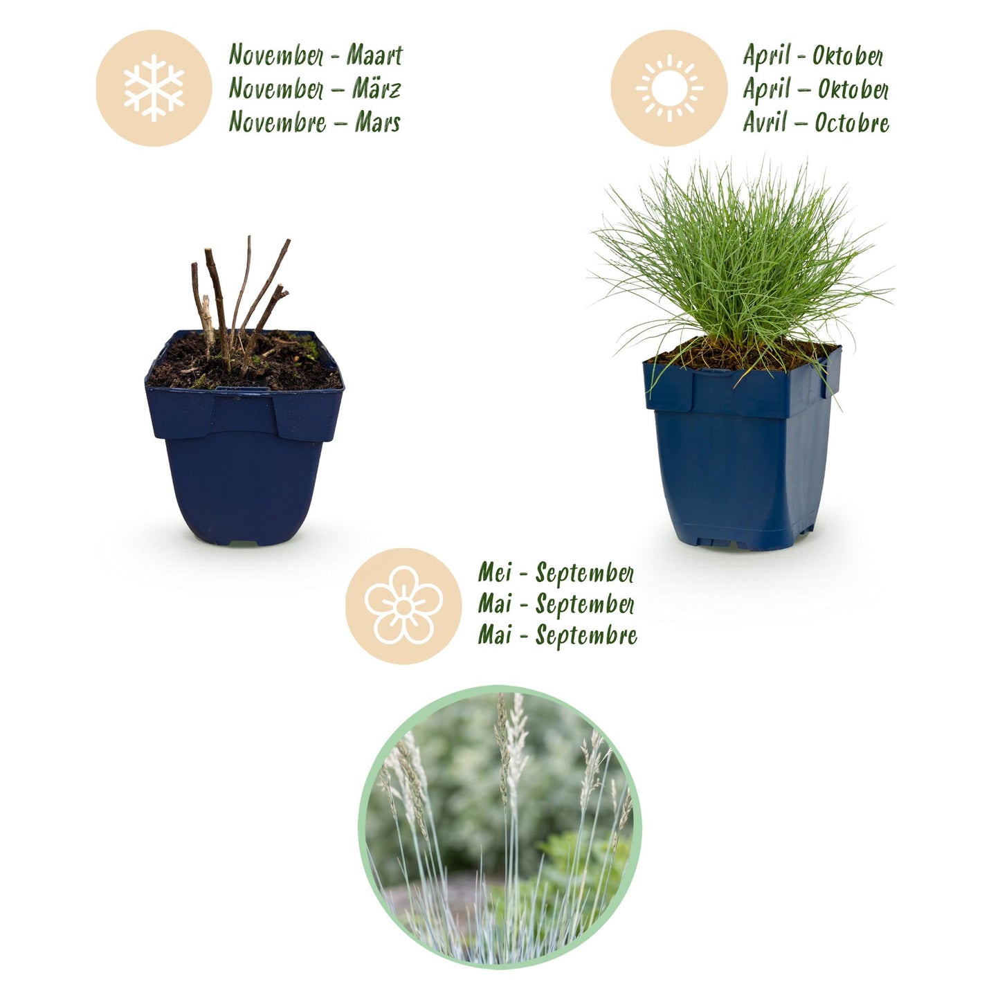 Vasteplant - Festuca glauca - Blauwgras - Groenblijvend - Blauw - 6 Planten - Pot 11cm - Hoogte 15-25cm