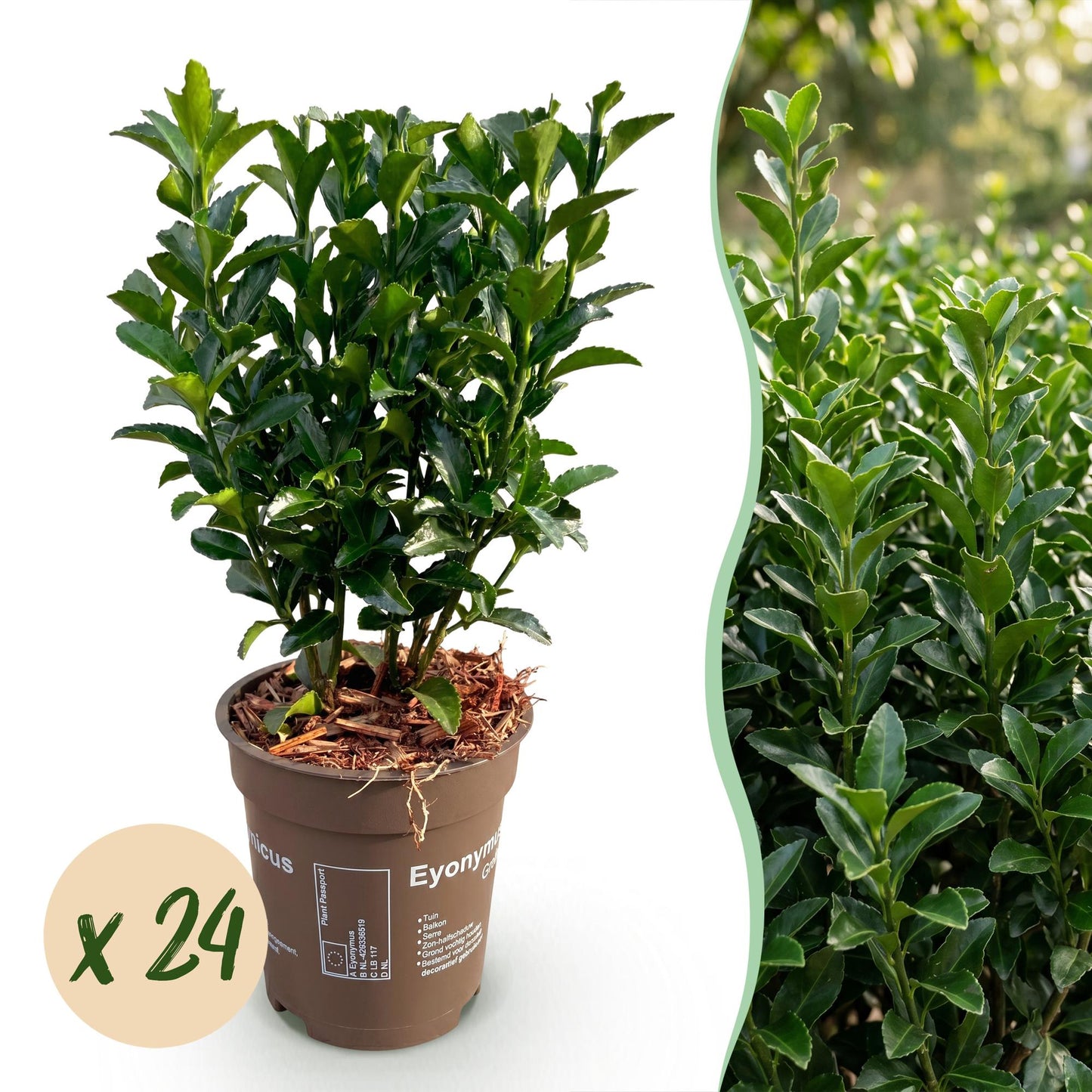 Green boutiQ - 24x Euonymus japonica Green Spire - Spindle Tree - Hedge Plants - Evergreen - Green - Pot 9cm - Height 20-25cm
