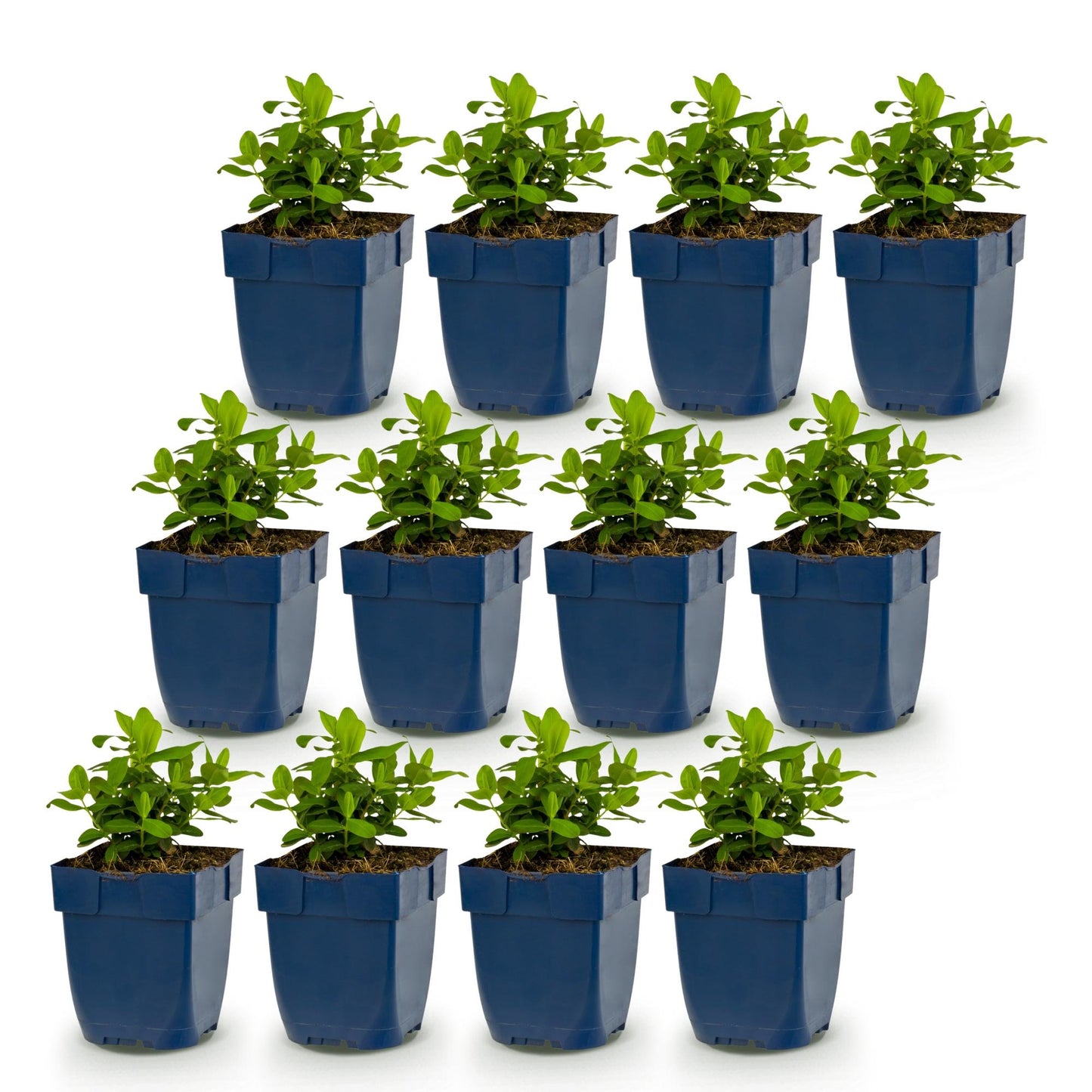 Vasteplant - Hypericum calycinum - Sint-Janskruid - Bijen- en vlinderlokkers - Geel - 12 Planten - Pot 11cm - Hoogte 15-25cm
