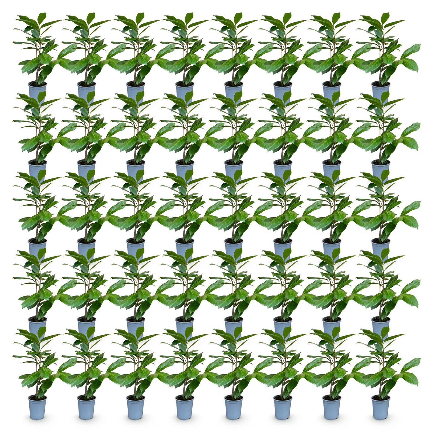 Green boutiQ - 40x Prunus laur. Rotundifolia - Cherry Laurel - Hedge Plants - Evergreen - Green - 9cm Pot - Height 25-35cm