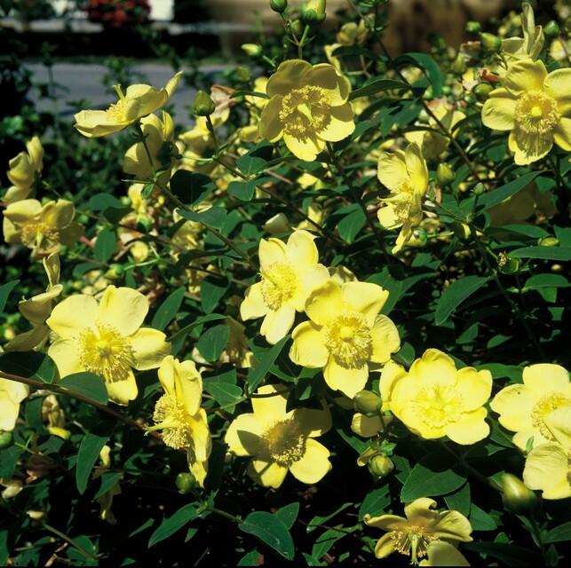 48x Hypericum 'Hidcote' - ↕10-25cm - Ø9cm