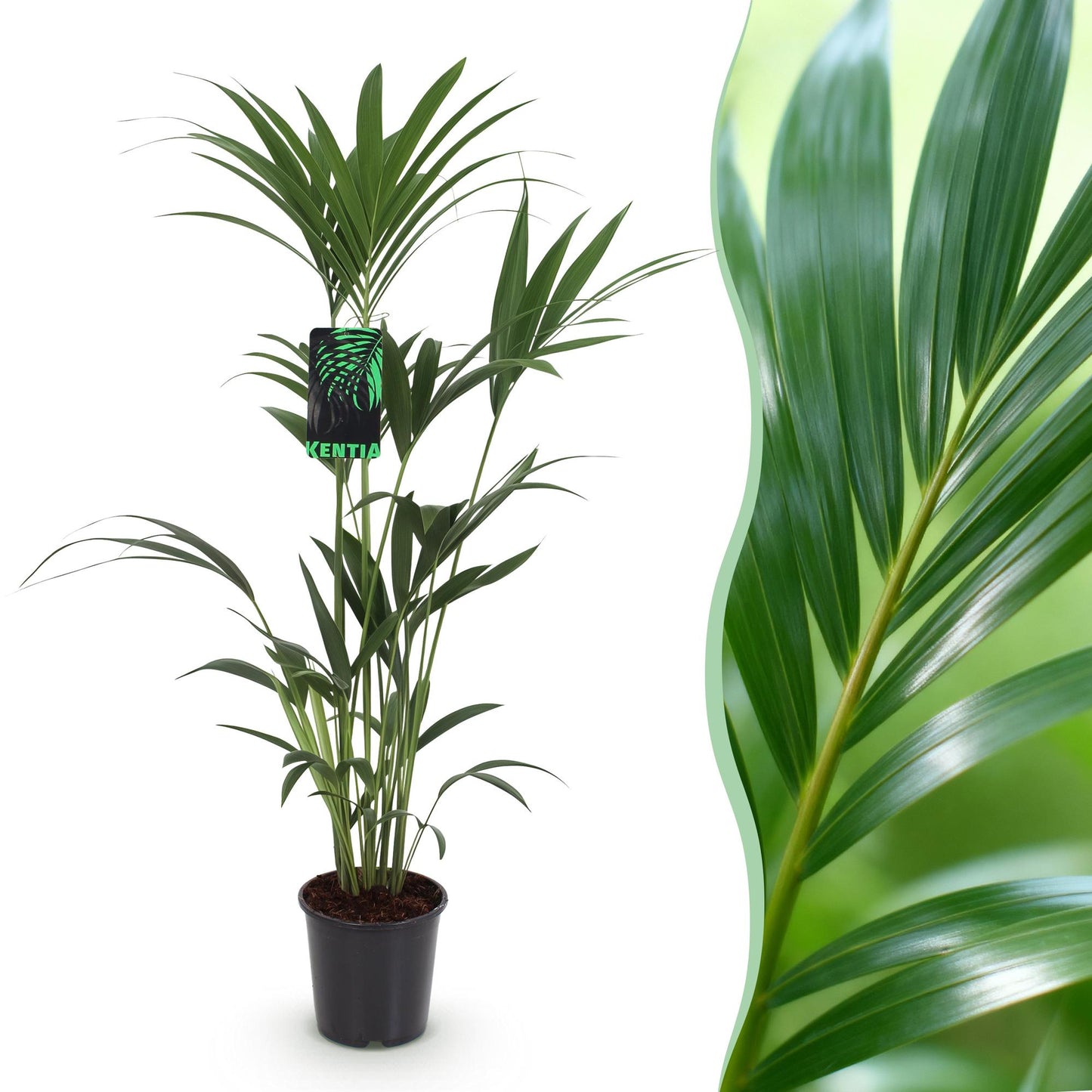 Green boutiQ - Houseplant - Howea Forsteriana - Kentia Palm - Low Maintenance - Green - 1 plant - Pot 21cm - Height 120-130cm