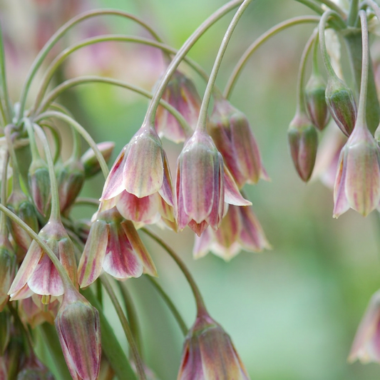 320x Allium Siculum - Sicilian Honey Garlic - Cream and Pink - Summer flowering - Bulb size 10/12