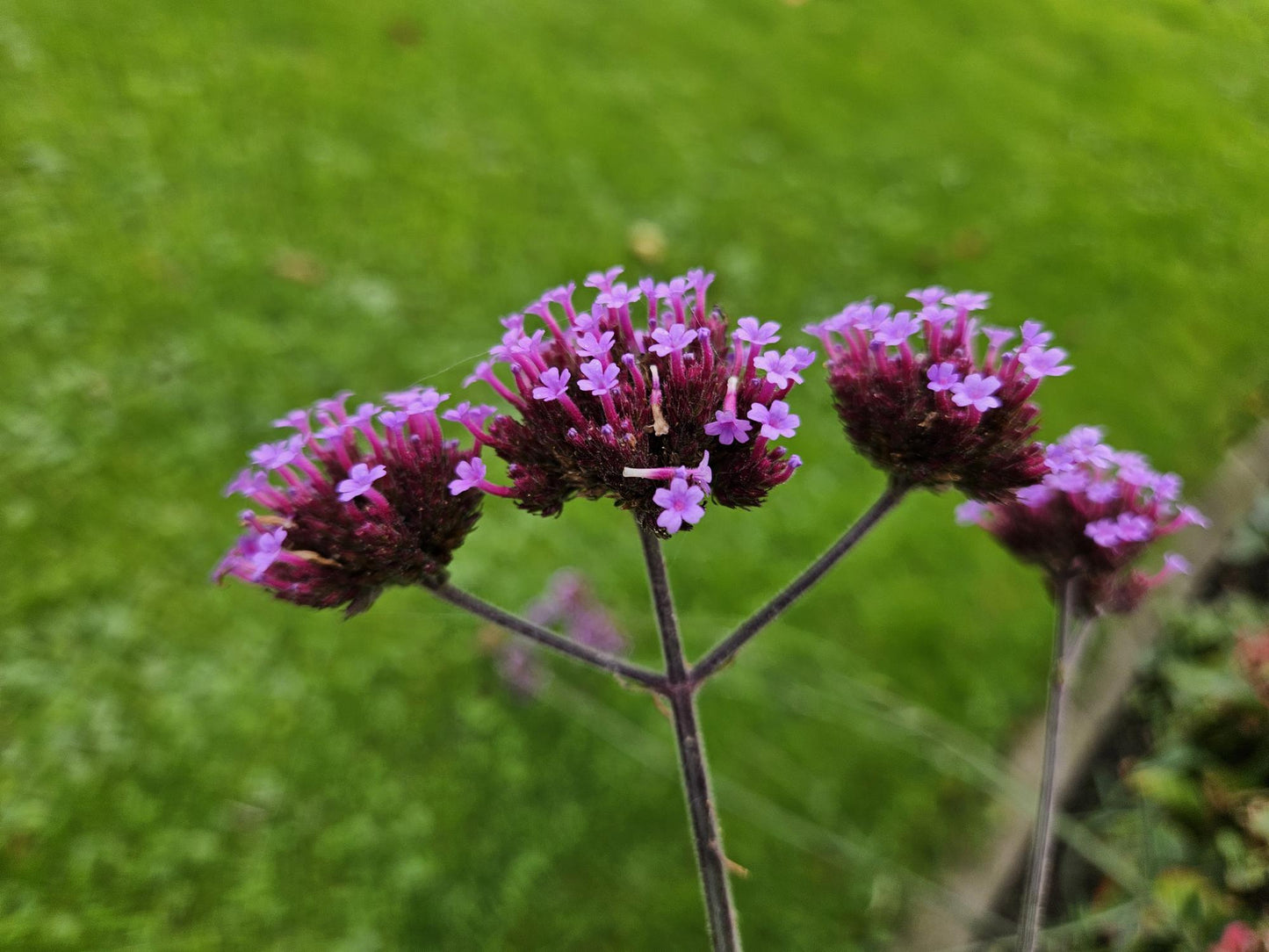 6x Verbena voucher. 'Lollipop' - ↕10-25cm - Ø9cm