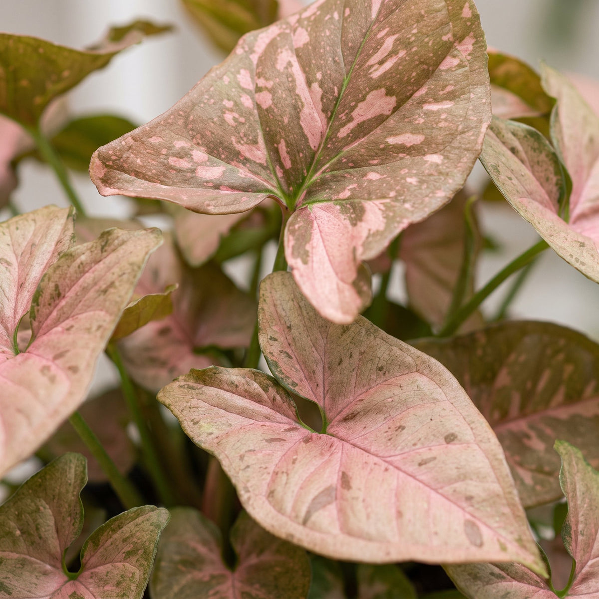 Syngonium Pink Splash - Pink arrowhead plant - Green - Pink - Tropical - Ø6cm - ↕10cm